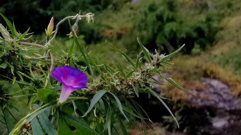 Manaslu Blumen Conservation Area - 72