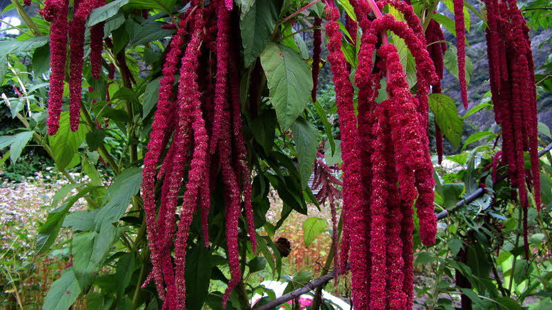 Manaslu Blumen Conservation Area - 75