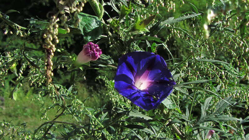 Manaslu Blumen Conservation Area - 78