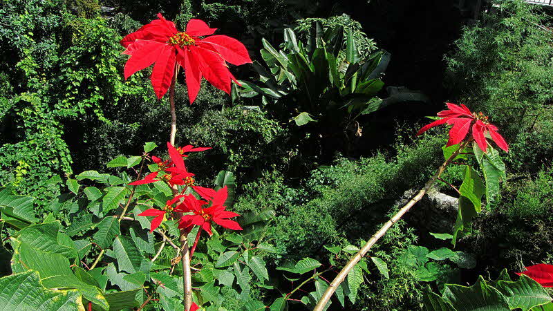 Manaslu Blumen Conservation Area - 80