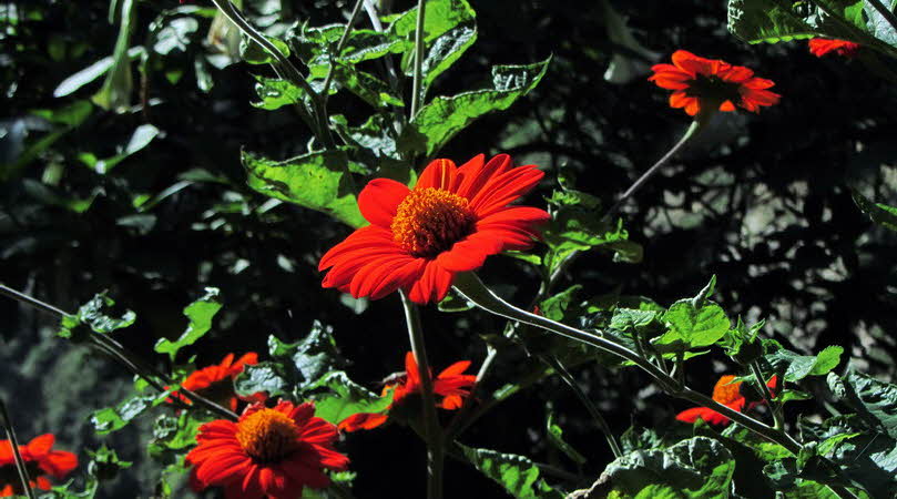 Manaslu Blumen Conservation Area - 84