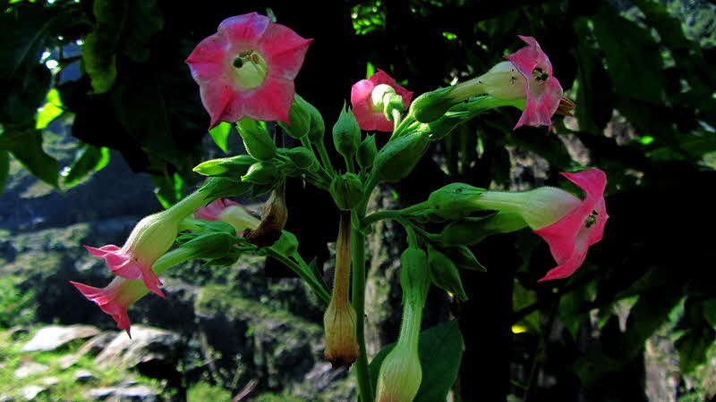 Manaslu Blumen Conservation Area - 85